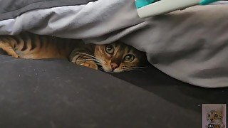 Cute pussy sneaking under the covers in the morning. I'd rather play with you than toys.