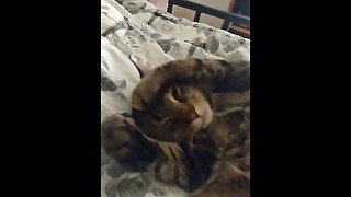 Cute Kitten Waking Up