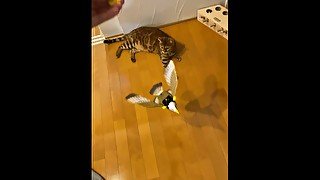 Redhead Plays with Pussy Toy in the room