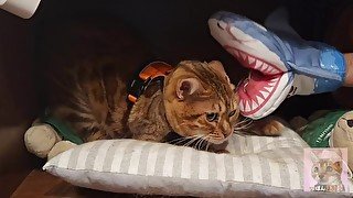 Cosplay with Furry pussy ... Playing hard with sharks.