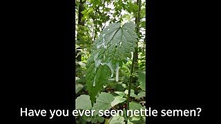 Nature is cumming - Nettle semen - Jizzy joke