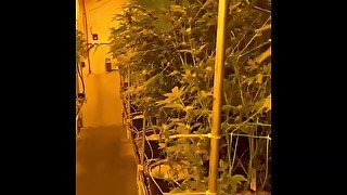 Snuck into a Growroom to Fuck! Shhh..