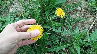 Cute dandelion