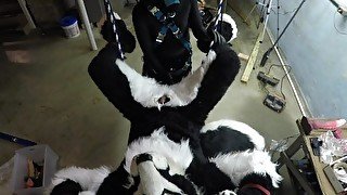 Murrsuiter gets pegged hard by a dominatrix in a swing