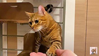 Pussy eating through transparent glass. Kitty does not think she is being watched.