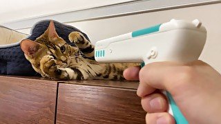 Pussy playing with a gun-shaped toy. She feels so good that she is going to die.