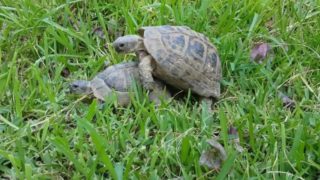 Turtle stud fucks unexpected turtle hoe.