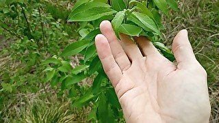 Pretty leaves