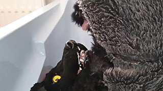 Murrsuiter pisses on himself and inside his maw for a good drink then cum inside