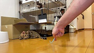 Leopard pussycat plays hard .... I've never seen such intense play before.