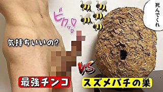 【伝説】スズメバチの巣でオナニーできるか検証してみた! オナニストたけ