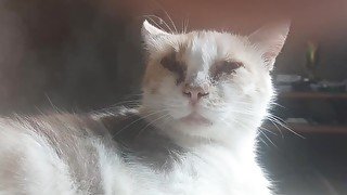 Malvina the cat sings songs