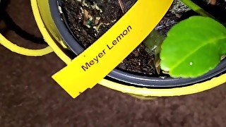 Meyer lemon