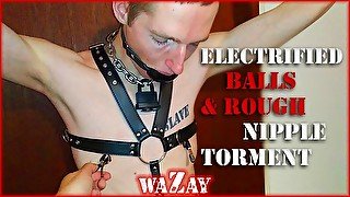 Electrified Balls and Rough Nipple Torment