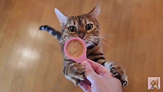 Playing a trick on a cute furry kitty ... . She wants a treat so much .