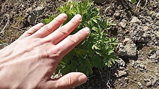 Petting cute plant