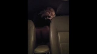 Teenage Couple Fucking In the Backseat