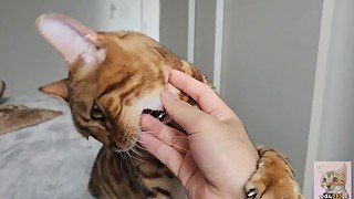 Pussycat playing with your hands. This furry pussy is too cute.