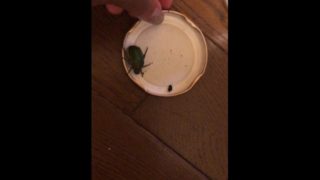 beetle play message for full video