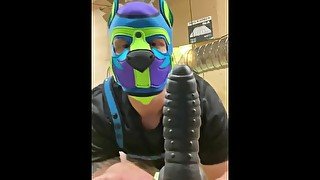 Pup wags his tail and plays with a Bone. Onlyfans @pup_granger