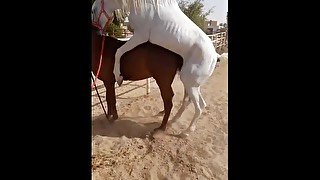 Watch the horse mating wow