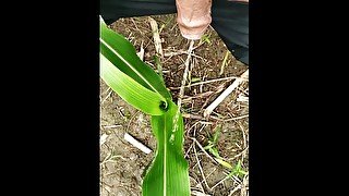 Pissing on Grass in outdoor