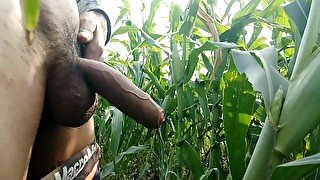 Cumming on maize leaf, 😲 super cumming