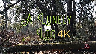 A Lonely Log (4K)