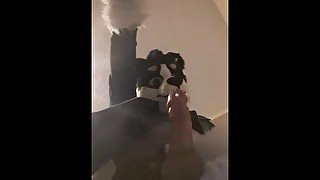 Horny collie murrsuit jerks off and cums hands free