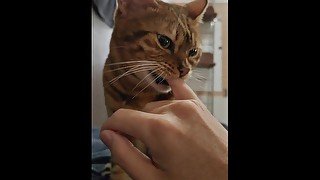 Vertical video. Cute furry pussy with hands.