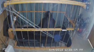 The Cage Cam May 9 2018 1632 Motion sensor triggered recordings