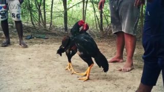 Fight rooster