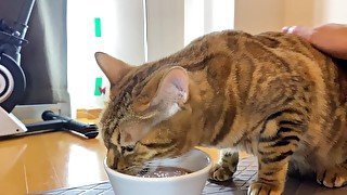 Licking everything served on the plate...Bukkake-loving kitty!