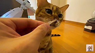 Cute little kitty eats her food right in front of you ... . Have you ever seen such a cute little gi