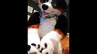 Cute murrsuiter teases you with his paws