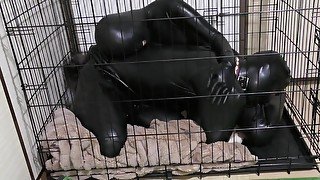 Trapped In Rubber Bitchsuit & Cage