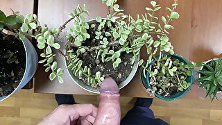 Watering office flowers