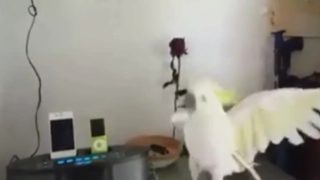 Parrot Dancing To Baby Don't Hurt Me