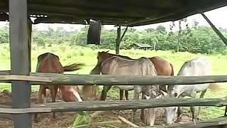 A Black slave fucks his White master at a ranch in the south