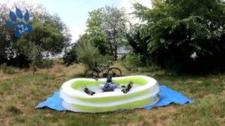 Cyclist pup in pool - cooling down and pawing off