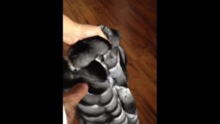 Chinchilla fur on cock