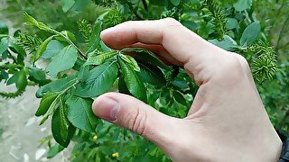 Playing with tree on public