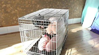 Out From Her Cage To Suck Cock