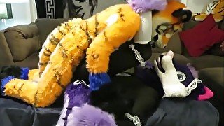 Tiger Tops Wolf