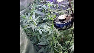 Weed Grow Cannabis Grow (305)900-0413