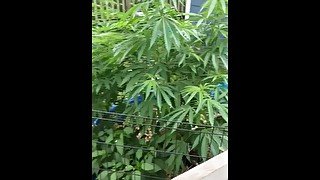 Outdoor 2023 cannabis grow