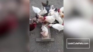 Chickens eat a cat