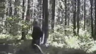 Russian forest whipping