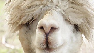 Alpaca - Animals of the Earth - Let's save the animals