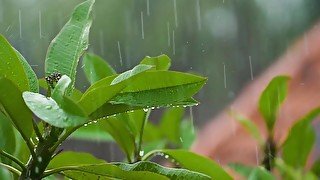 Example Video - Rain on Leaves